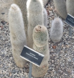 A picture of a catcus