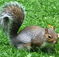 Picture of a squirrel